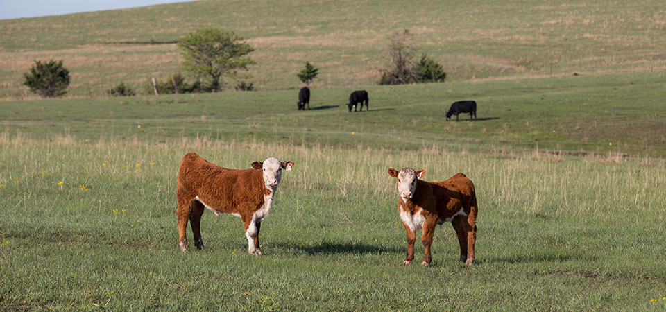 two brown hereford cows on green pasture