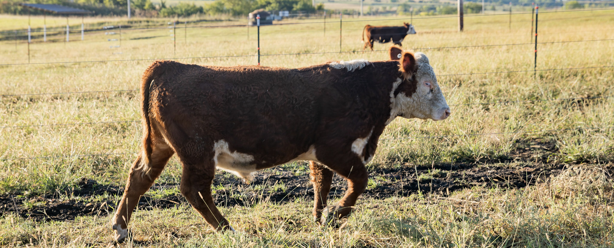 Purple graphic, K-State Research and Extension