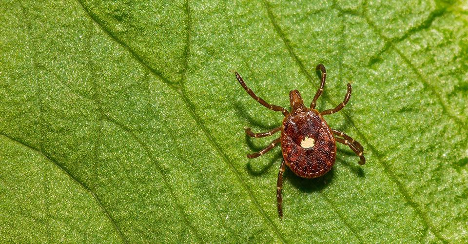lone star tick with white spot on back on a bright green leaf