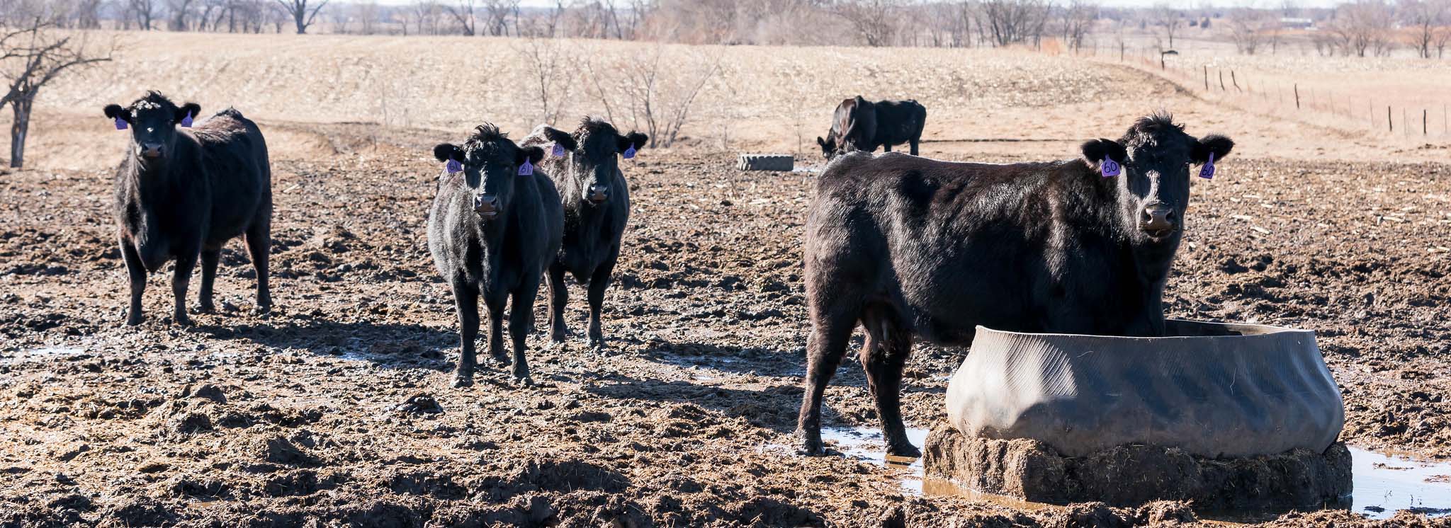 Angus cattle standing in mud