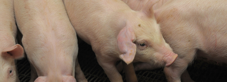 A pen of nursery pigs.