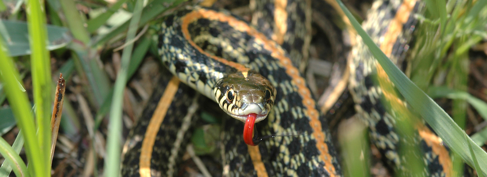 A western plains garter snake.