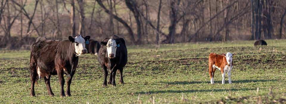 Baldie cows and calves on pasture