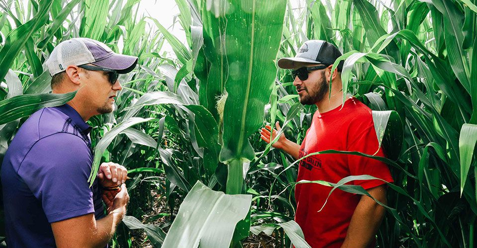 two men talking to eachother in field of tall corn two men talking to eachother in field of tall corn