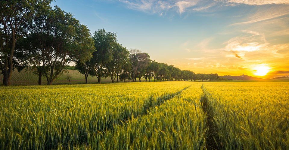 long view of wheat field with green trees on the left and a setting sun on the right