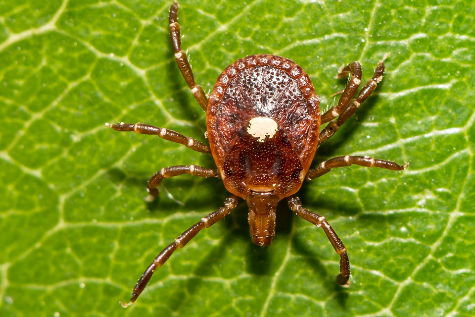 Closeup of white dot on back, Lone Star Tick