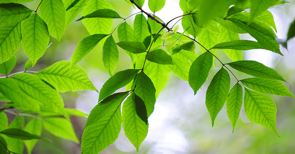 Closeup view of leaves on one branch of an green ash tree Closeup view of leaves on one branch of an green ash tree