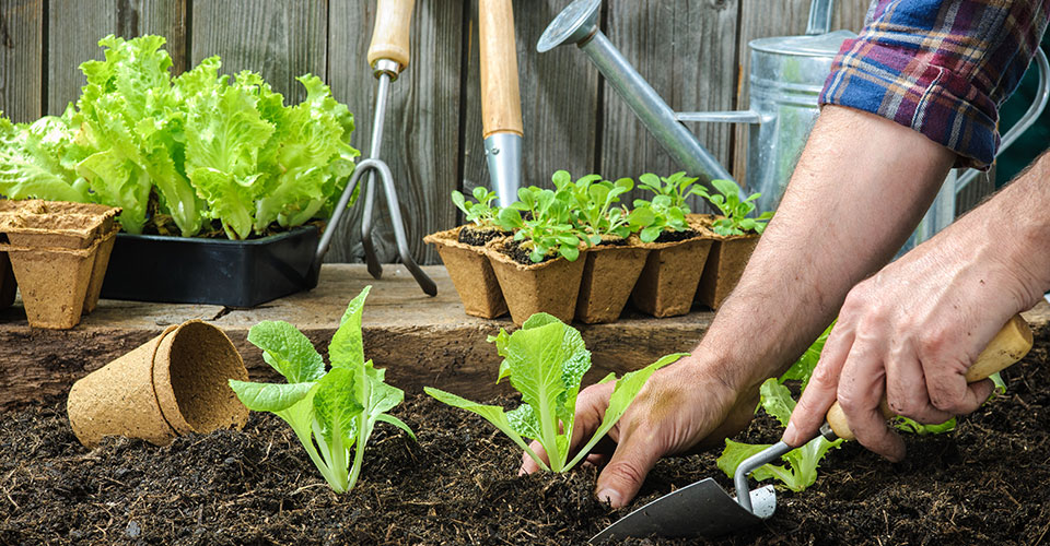Garden Soil