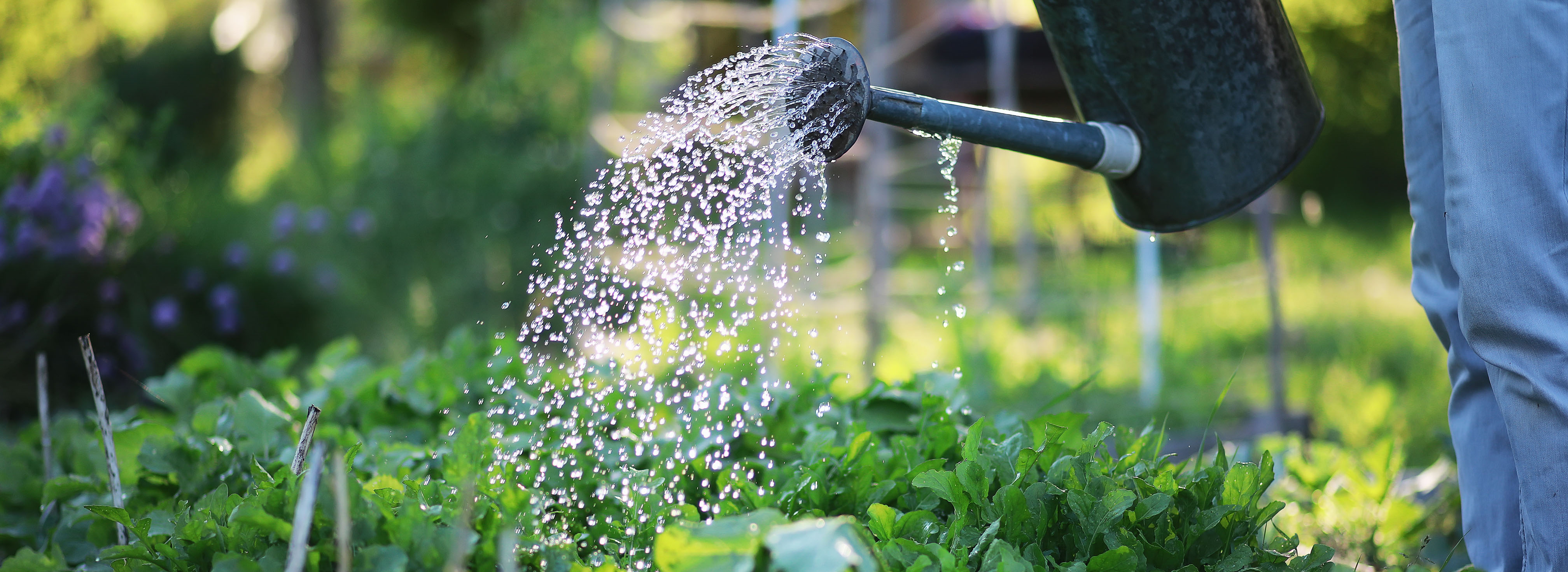 Metal watering can watering a green garden