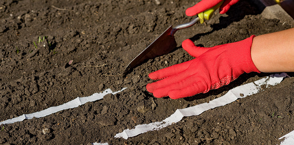 closeup, person with red gloves using small shovel to cover seed tape with soil