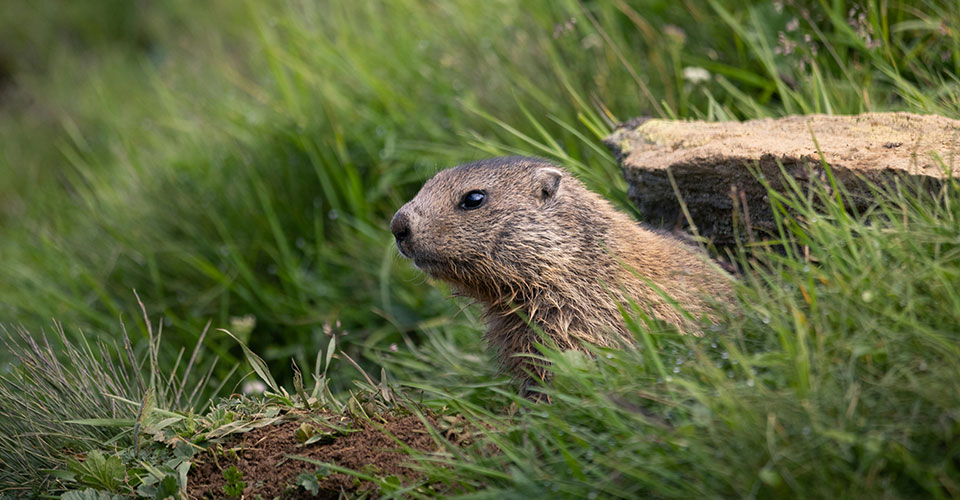 groundhog poking his head out of a sloped, green patch of grass