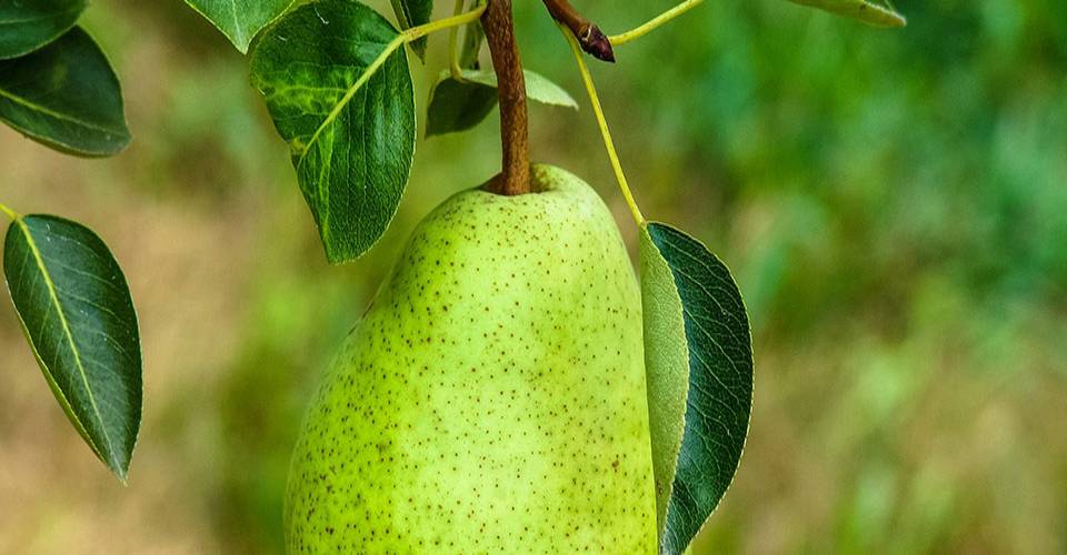 Pear tree