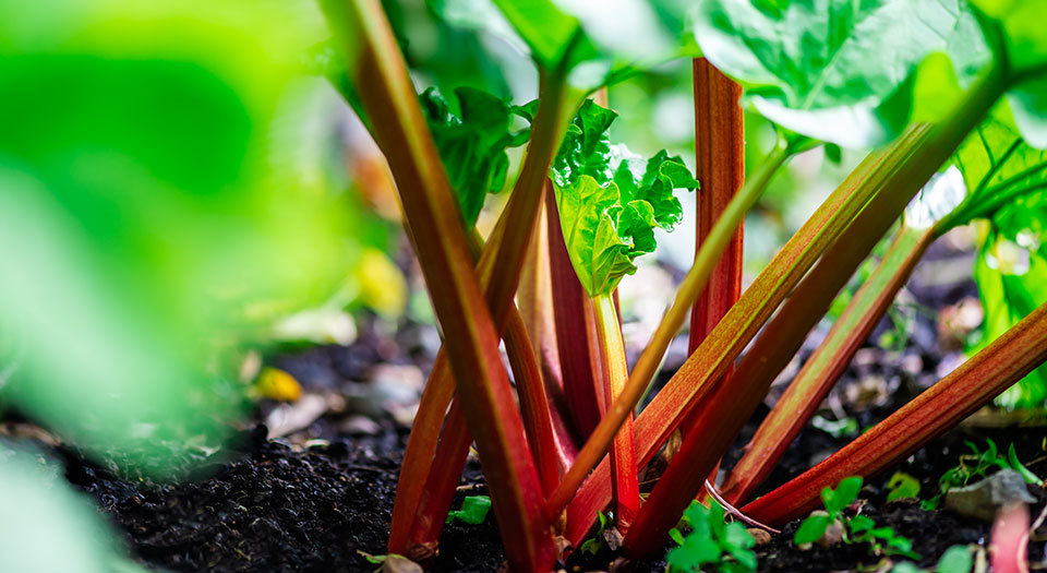 closeup of bright pink rhubarb stalks in rich soil