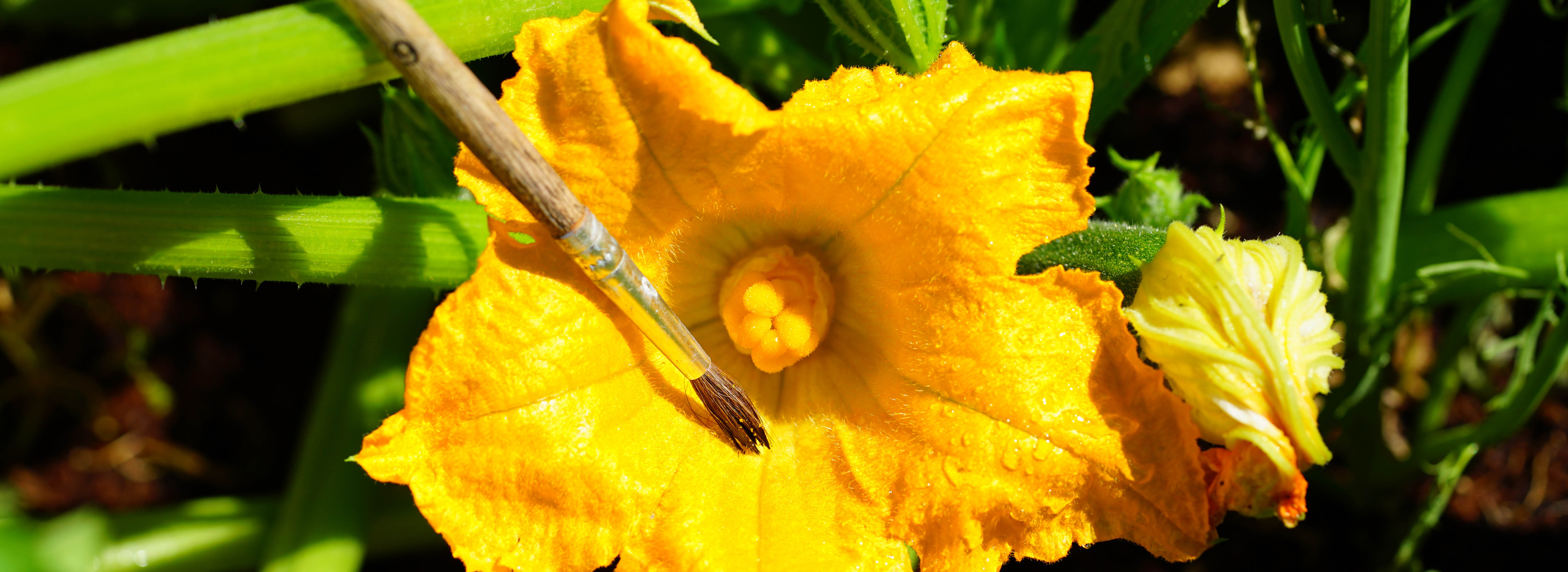 Yellow squash flower