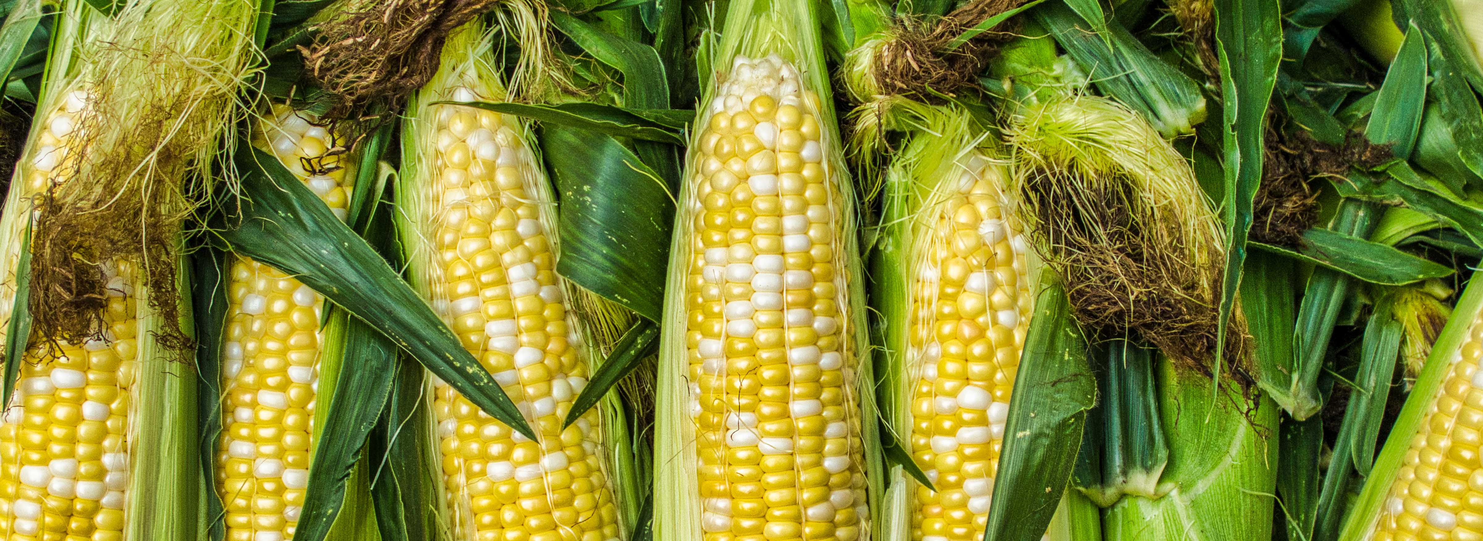 Yellow sweet corn with green husk
