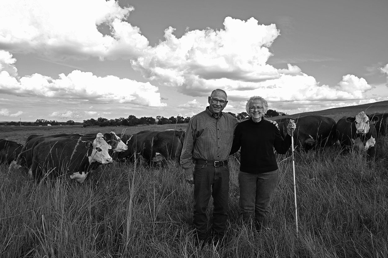 Man and woman standing in farm field with cows flanking them to the left and right