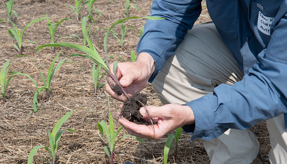 Closeup of man's hands holding soil and roots of a wheat plant, earthworm is in the soil