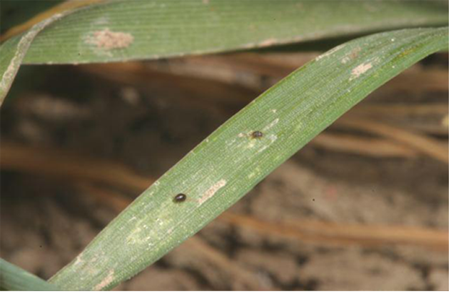Brown wheat mites on a green leaf