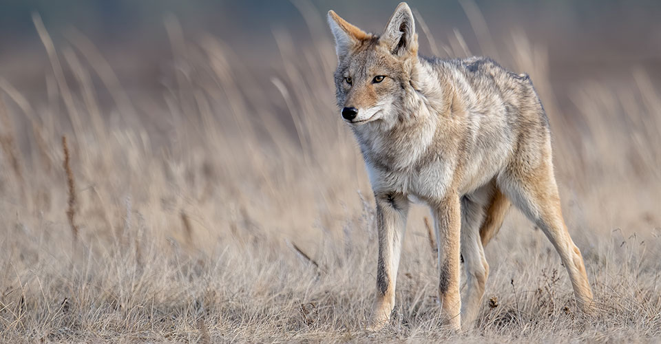 coyote standing near field of tall grass, staring into distance