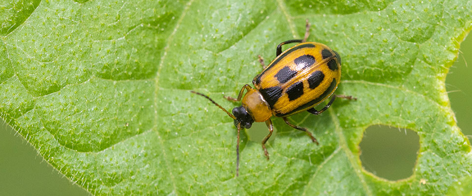 Closeup of yellow beetle with black spots on its back feeding on a bright green leaf