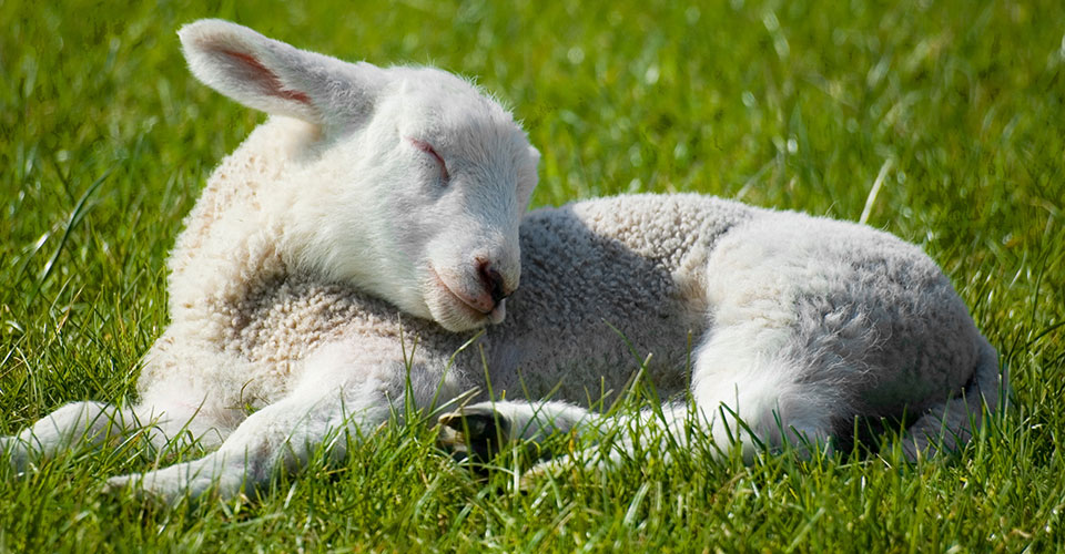 Lamb laying on green grass, gently nuzzing its wool with its mouth Lamb laying on green grass, gently nuzzing its wool with its mouth
