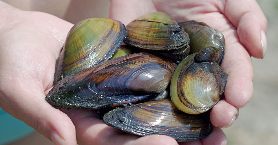 Closeup of person's hands holding several mussels in shells Closeup of person's hands holding several mussels in shells