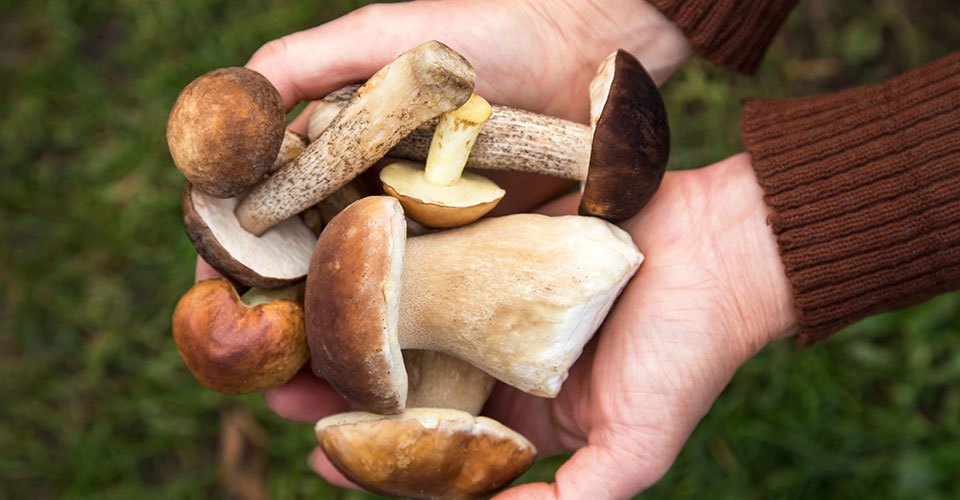 Closeup of person's hands holding several wild mushrooms