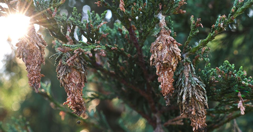 Four bagworm pods hanging from pine tree leaves