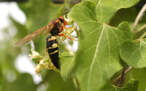 Closeup, cicada killer wasp on a green leaf