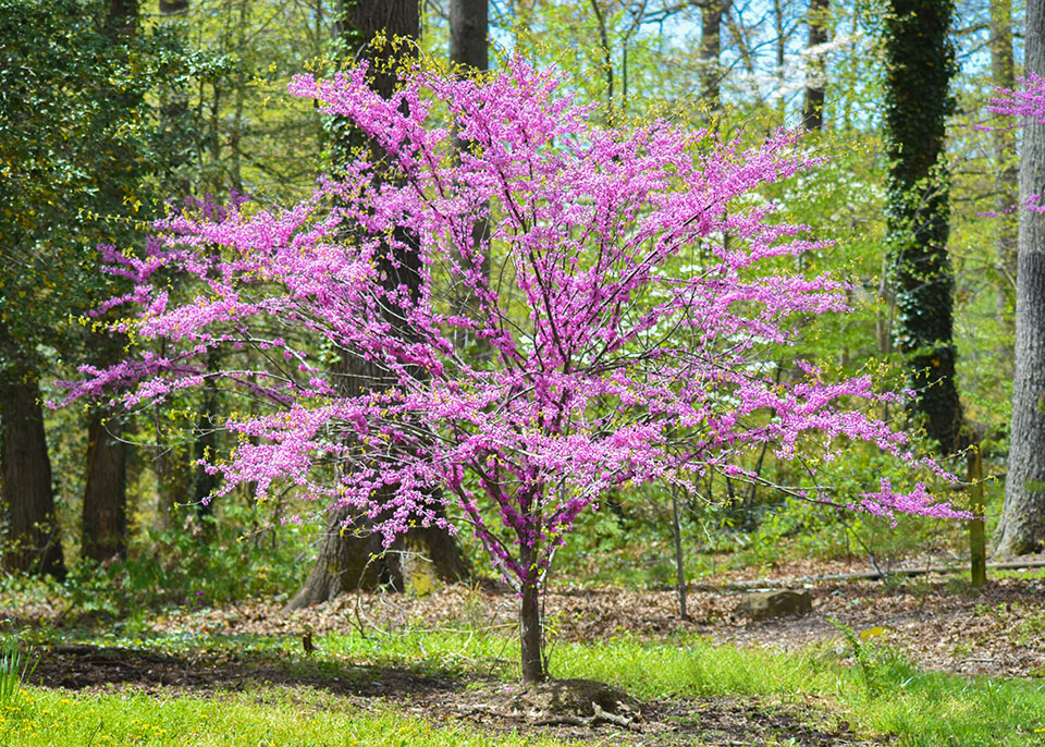 A small eastern redbud tree with bright pink blooms amid a background of green trees