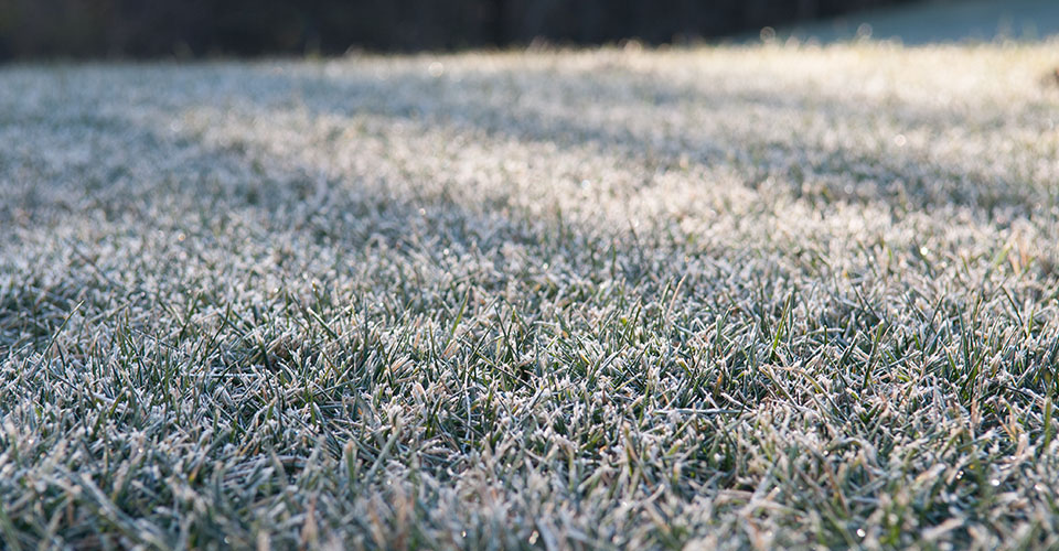 Frost on grass