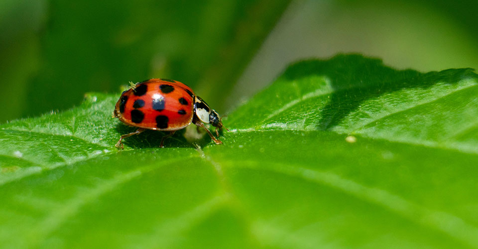 Ladybug