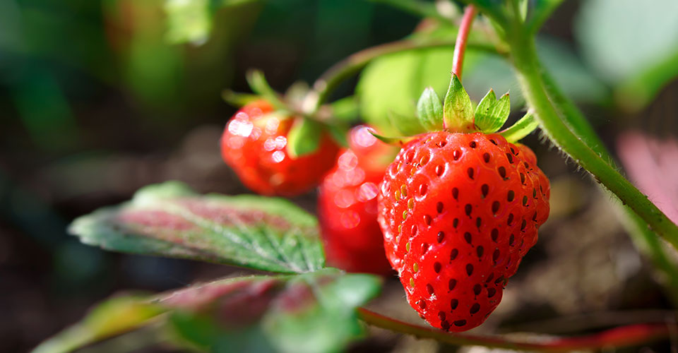 Closeup of three bright red strawberries on a vine