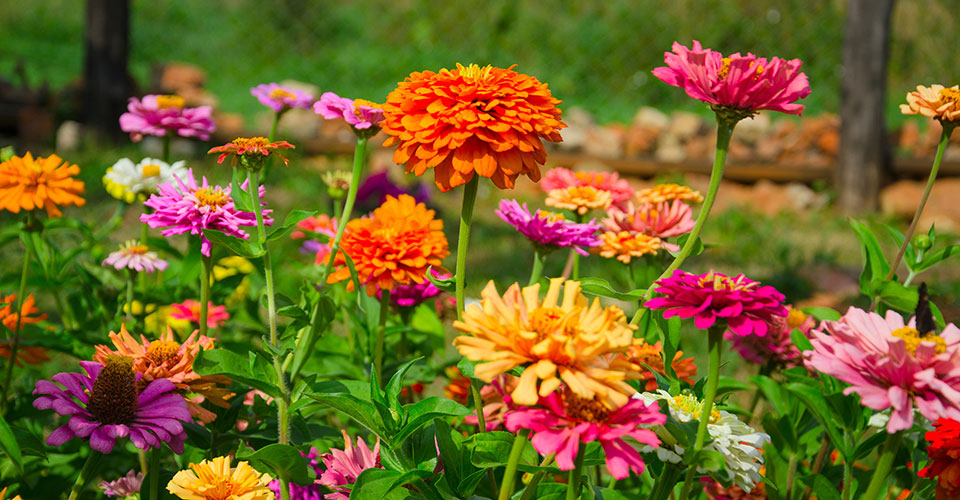 colorful zinnia flowers in a green field