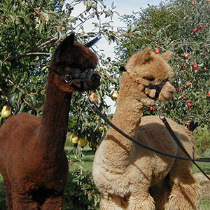 Two alpacas, one dark brown and one light brown, with halters in front of a lush green background