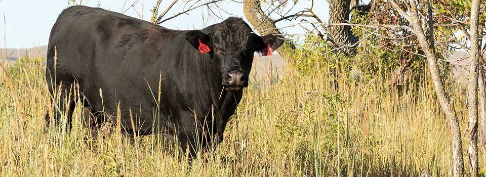 Angus Bull Angus bull