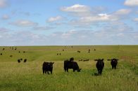 cattle grazing