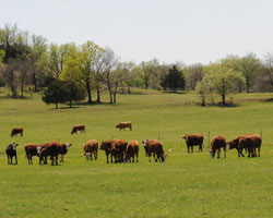 cow herd