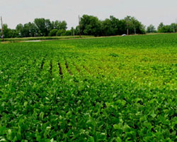 Soybean Field