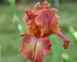Iris
