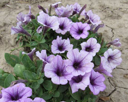 Petunias