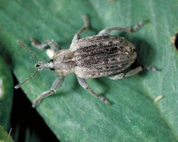 alfalfa weevil