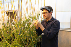 Akhunov gets NIFA grant to study wheat yield Akhunov looks at wheat