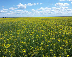canola field