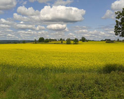 canola