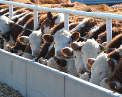 cattle feedlot
