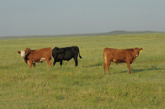 Cattle Grazing