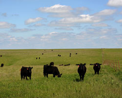 cattle grazing