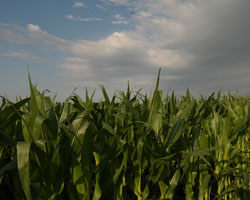 corn field