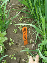 Cover Crops Weed Control Cover Crops Weed Control